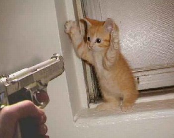 povre chat